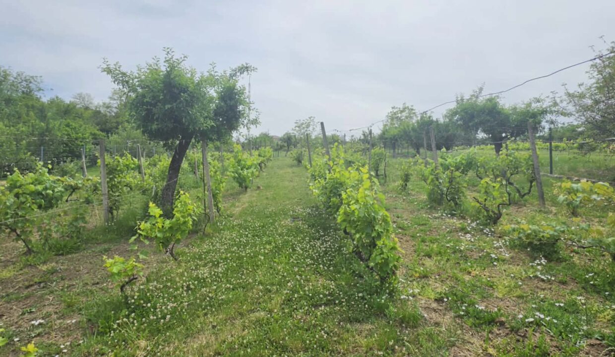 CV0529-Casa cu teren 3000 mp de vanzare str. Adevarului-35