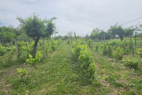 CV0529-Casa cu teren 3000 mp de vanzare str. Adevarului-35