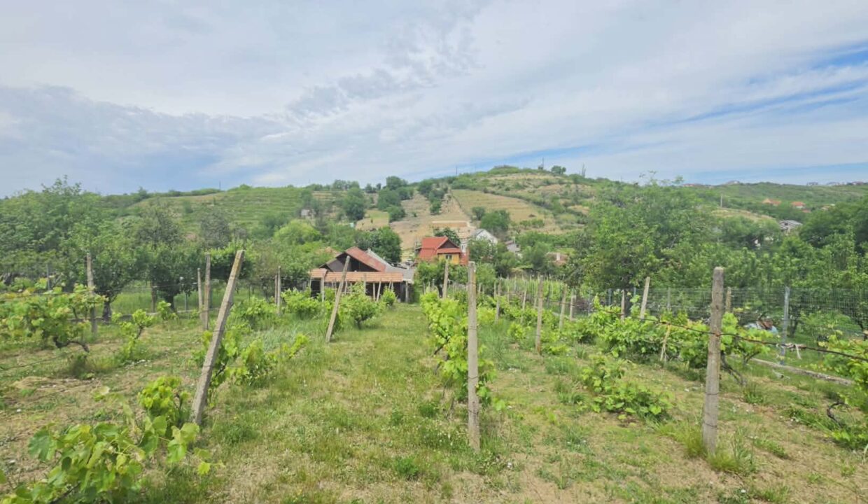 CV0529-Casa cu teren 3000 mp de vanzare str. Adevarului-36